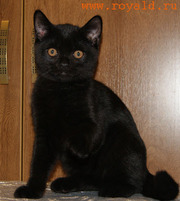 продается элитный британский котенок черного цвета