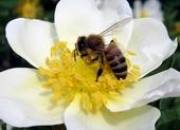 Продам пчел с молодыми матками  на  ваш  выбор . Новосибирский область